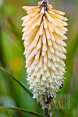 KNIPHOFIA_HEN_AND_CHICKENS