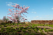 PRUNUS ACCOLADE FLANKED BY FAGUS SYLVATICA HEDGE AT RHS GARDEN WISLEY