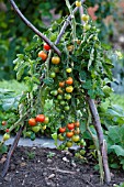 TOMATO GARDENERS DELIGHT SUPPORTED BY HAZEL POLES
