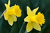 NARCISSUS KING ALFRED