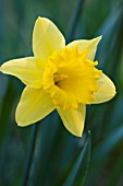 NARCISSUS KING ALFRED