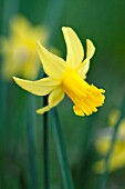 NARCISSUS CYCLAMINEUS FEBRUARY GOLD
