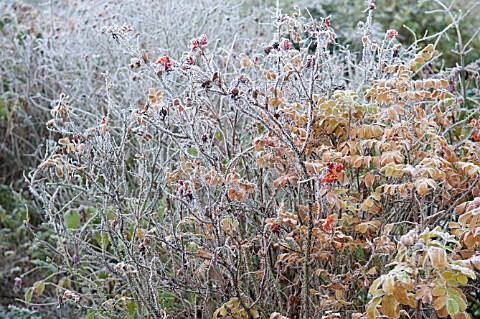 ROSA_RUGOSA_FROSTED