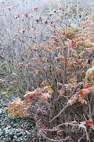 ROSA_RUGOSA_FROSTED