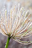 AGAPANTHUS AFRICANUS FROSTED