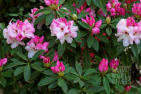 RHODODENDRON_COTTON_CANDY