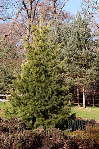 PICEA_SMITHIANA_GROWING_IN_THE_PINETUM_RHS_GARDEN_WISLEY