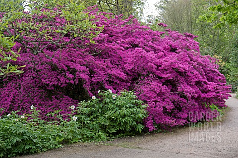RHODODENDRON_AMOENUM_WITH_PAEONIA_EMODI_AT_RHS_GARDEN_WISLEY