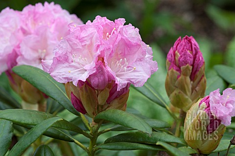 RHODODENDRON_MORNING_CLOUD
