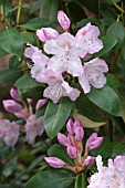 RHODODENDRON MRS CHARLES E PEARSON