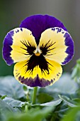 PANSY FIELDS OF GOLD