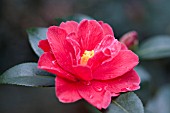 CAMELLIA JAPONICA FREEDOM BELL