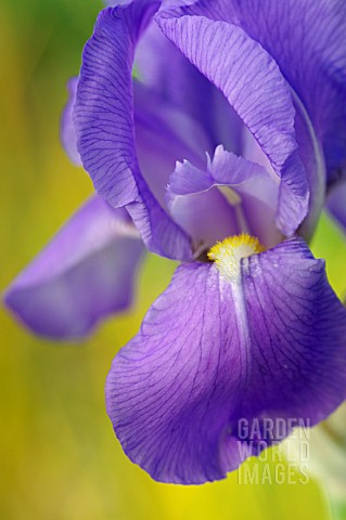 Iris Pallida Dalmatica