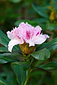 RHODODENDRON CHEER