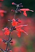 SALVIA COCINEA, LADY IN RED