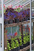 PLANTS ON WOODEN STAGING IN GREENHOUSE
