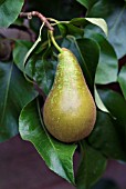 PYRUS COMMUNIS CONFERENCE PEAR