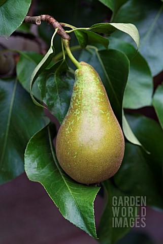 PYRUS_COMMUNIS_CONFERENCE_PEAR