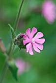 SILENE DIOICA RED CAMPION