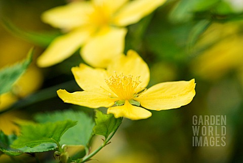 KERRIA_JAPONICA_JAPANESE_YELLOW_ROSE