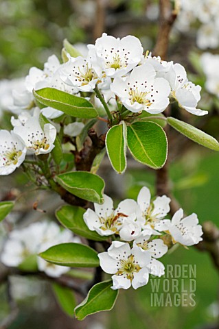 CONFERENCE_PEAR_BLOSSOM