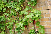 RED CURRANTS AGAINST WALL