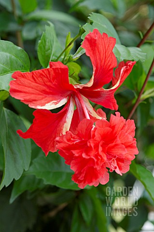 RED_HIBISCUS_FLOWER