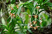 ENCYCLIA ORCHID FLOWERS