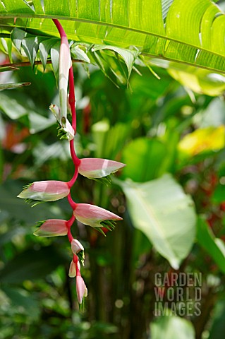 HELICONIA_CHARTACEA