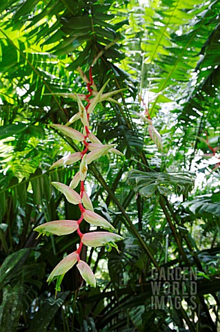HELICONIA_CHARTACEA
