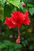 RED HIBISCUS FLOWER