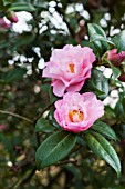 PINK CAMELLIA FLOWERS