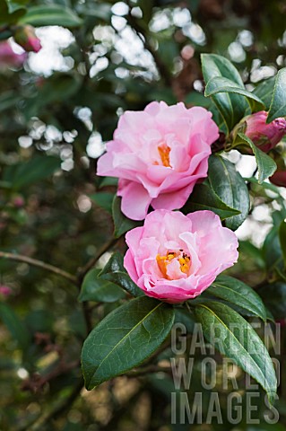 PINK_CAMELLIA_FLOWERS