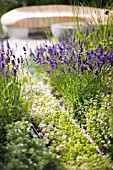 HERB PLANTING WITH LAVENDER
