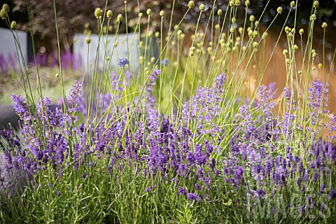 HERB_PLANTING_WITH_LAVENDER