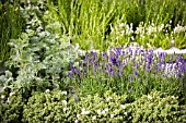 HERB PLANTING WITH LAVENDER