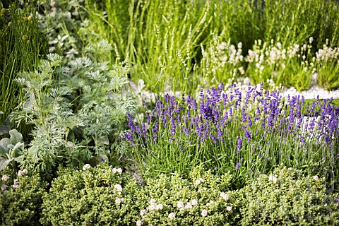 HERB_PLANTING_WITH_LAVENDER