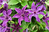CLEMATIS ‘GUIDING PROMISE’