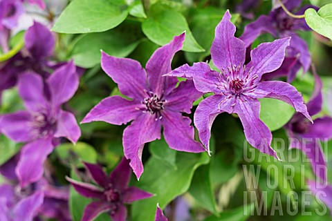 CLEMATIS_GUIDING_PROMISE