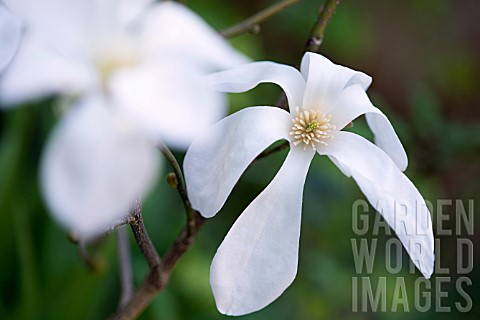 Magnolia_salicifolia_Wadas_Memory