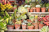 A COLLECTION OF SUCCULENTS, CACTUS AND OTHER TENDER PLANTS IN TERRACOTTA POTS