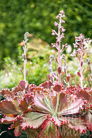 RED_AND_GREEN_ECHEVERIA_WITH_FLOWER_STEMS