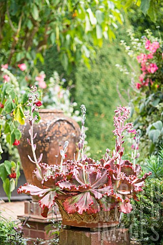 RED_AND_GREEN_ECHEVERIA_WITH_FLOWER_STEMS_IN_A_POT_OUTSIDE