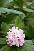 LIGHT PINK RHODODENDRON