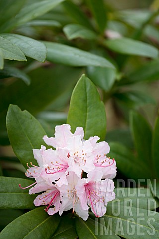 LIGHT_PINK_RHODODENDRON