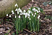 GALANTHUS DAVID BROMLEY EARLY