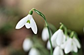 GALANTHUS DAVID BROMLEY EARLY