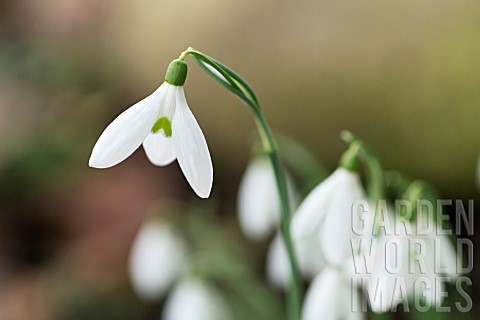 GALANTHUS_DAVID_BROMLEY_EARLY
