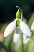 GALANTHUS ‘CICELY HALL’