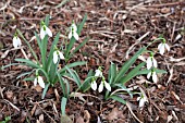 GALANTHUS ‘CICELY HALL’